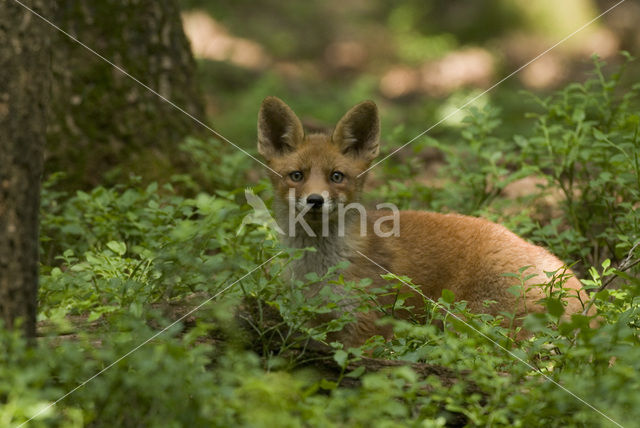 Vos (Vulpes vulpes)