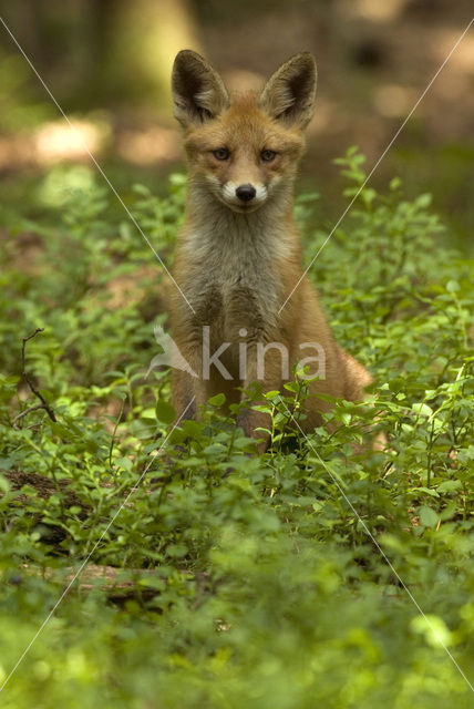 Vos (Vulpes vulpes)