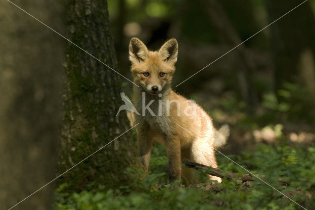 Vos (Vulpes vulpes)