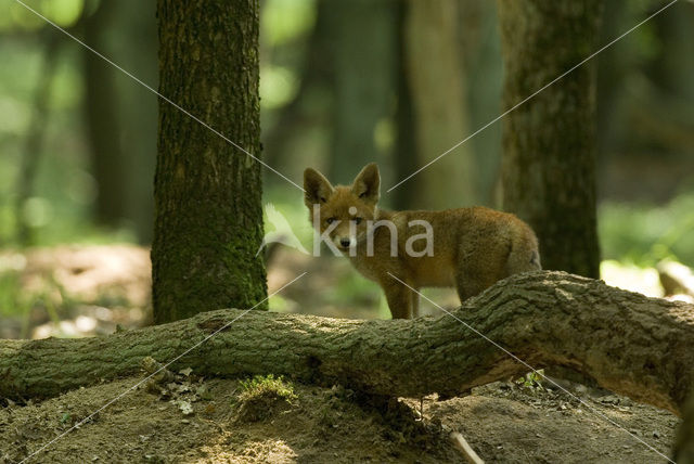 Vos (Vulpes vulpes)