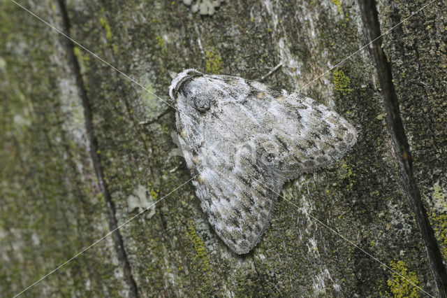 Vroeg visstaartje (Nola confusalis)