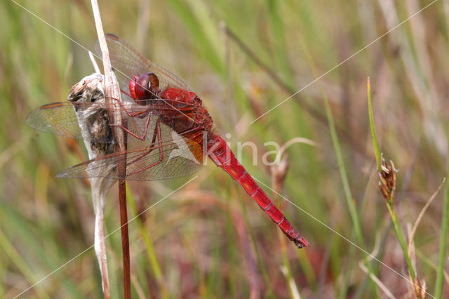 Vuurlibel (Crocothemis erythraea)