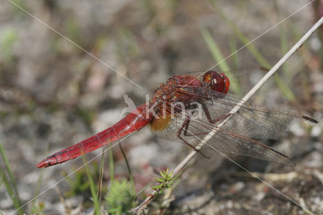 Vuurlibel (Crocothemis erythraea)