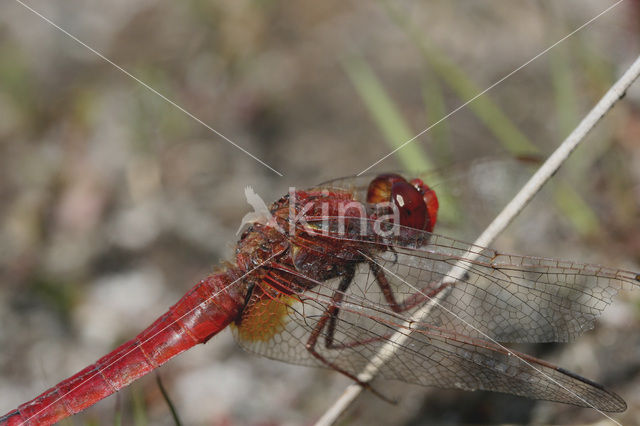 Vuurlibel (Crocothemis erythraea)