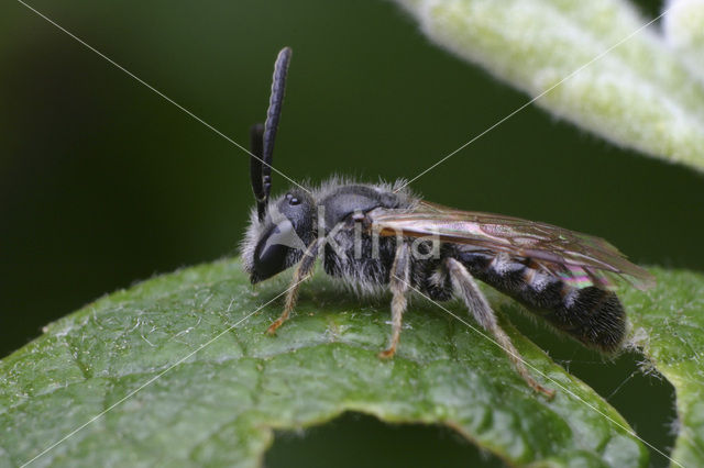 Waaiergroefbij (Lasioglossum pallens)