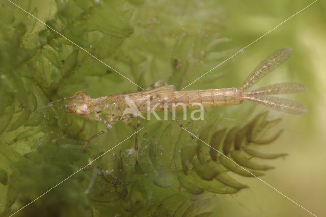 Waterjuffer (Coenagrion sp.)