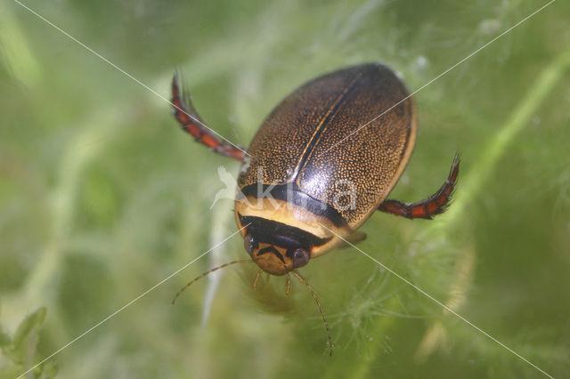 Waterkever (Graphoderus cinereus)