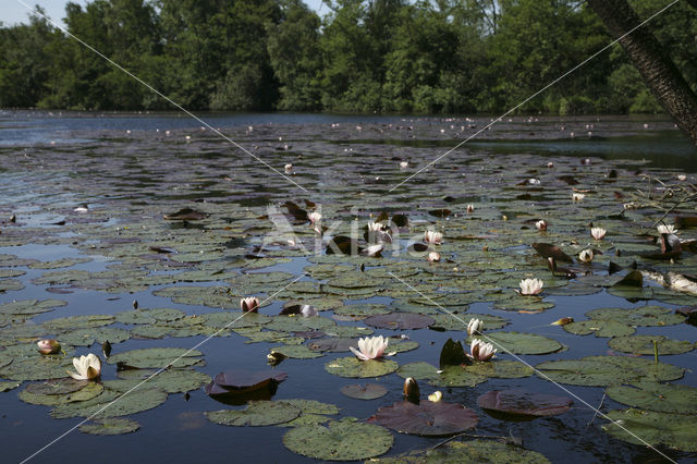 Waterlelie (Nymphaea spec.)