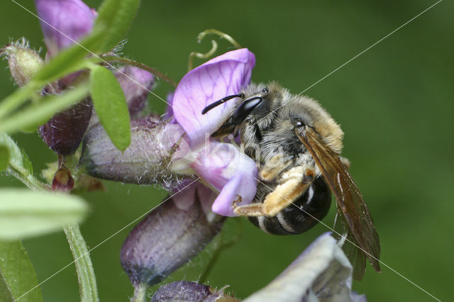 Pea mining bee (Andrena lathyri)