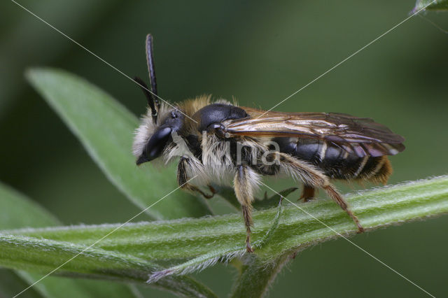 Wikkebij (Andrena lathyri)