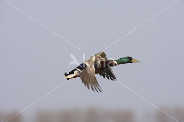 Mallard