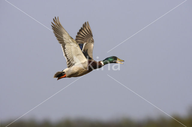 Mallard