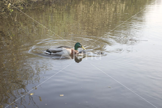 Wilde Eend (Anas platyrhynchos)