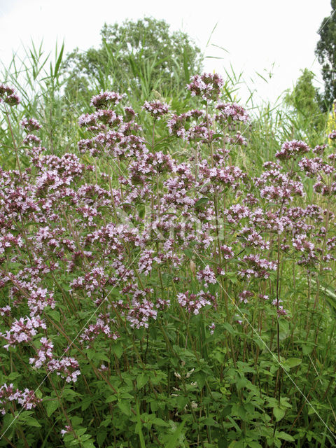 Wilde marjolein (Origanum vulgare)