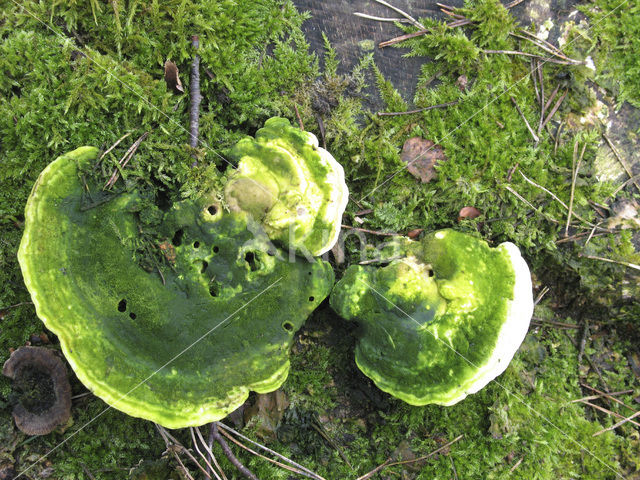 Witte bultzwam (Trametes gibbosa)