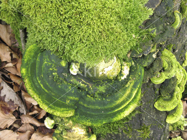 Witte bultzwam (Trametes gibbosa)