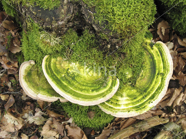 Lumpy Bracket (Trametes gibbosa)