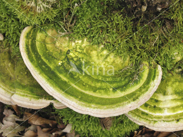 Witte bultzwam (Trametes gibbosa)