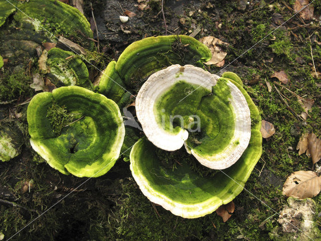 Lumpy Bracket (Trametes gibbosa)