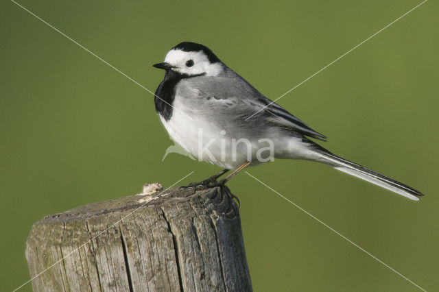 Witte Kwikstaart (Motacilla alba)