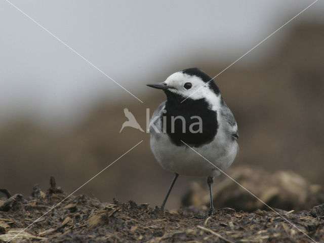 Witte Kwikstaart (Motacilla alba)