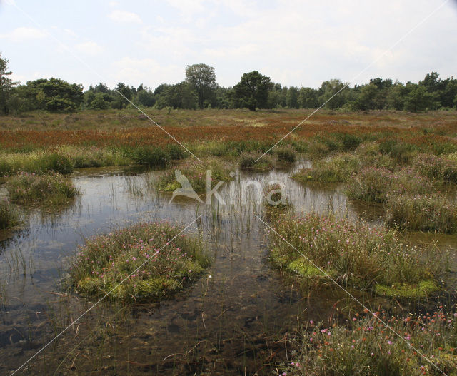 Witte snavelbies (Rhynchospora alba)