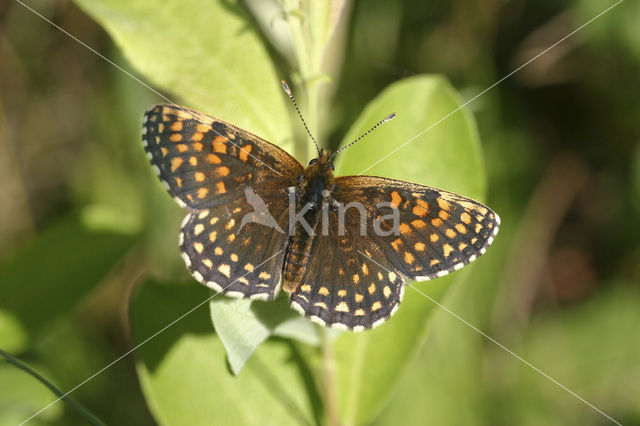 Woudparelmoervlinder (Melitaea diamina)