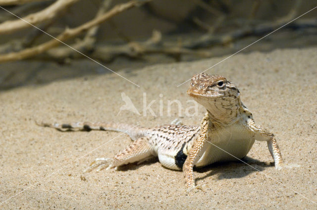 Yuman Desert Fringe-toed Lizard (Uma rufopunctata)