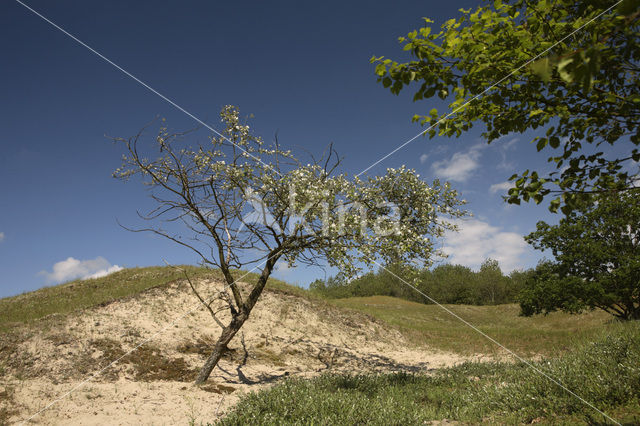 Zeepeduinen