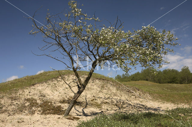 Zeepeduinen