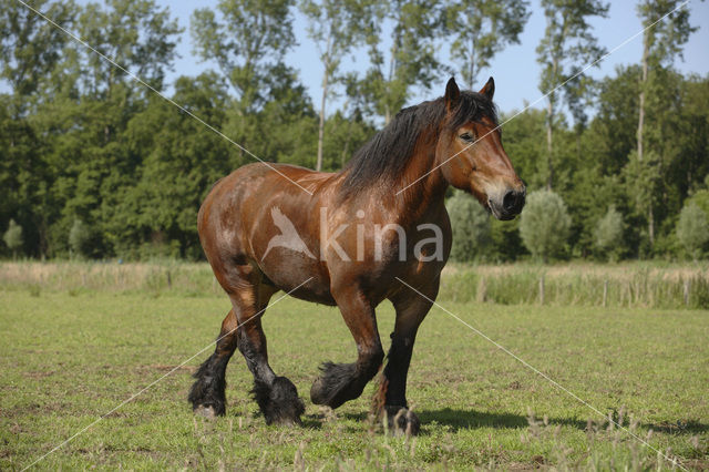 Zeeuws paard (Equus spp)