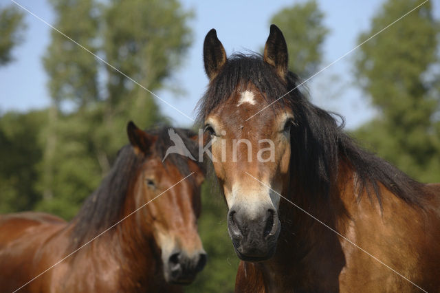 Zeeuws paard (Equus spp)