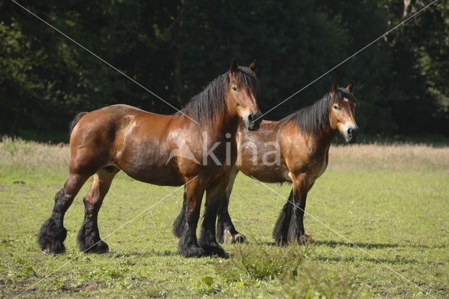 Zeeuws paard (Equus spp)