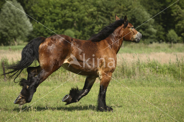 Zeeuws paard (Equus spp)