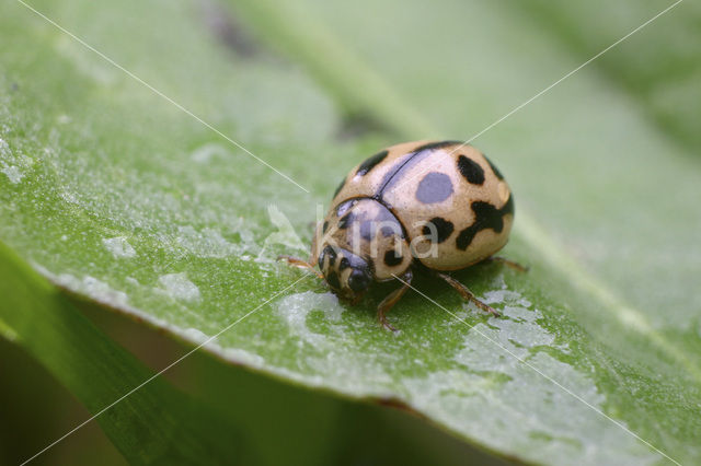 Zestienpuntlieveheersbeestje (Tytthaspis sedecimpunctata)