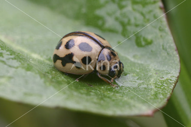 Zestienpuntlieveheersbeestje (Tytthaspis sedecimpunctata)