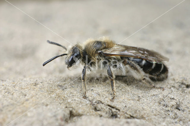 Zilveren zandbij (Andrena argentata)