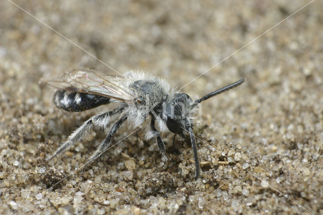 Zilveren zandbij (Andrena argentata)