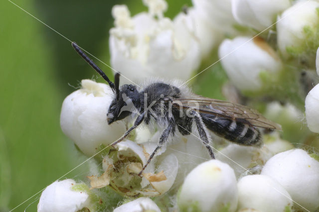 mining bee (Andrena argentata)