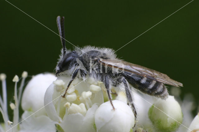 Zilveren zandbij (Andrena argentata)