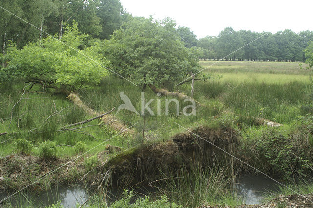 Zomereik (Quercus robur)