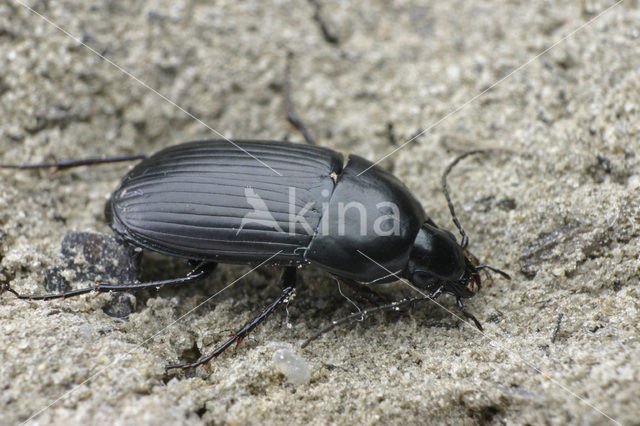 Zwarte Moerasloper (Oodes helopioides)