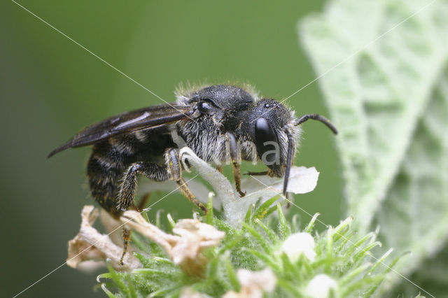 Zwarte tubebij (Stelis phaeoptera)