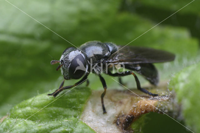 Zweefvlieg (Neocnemodon sp.)