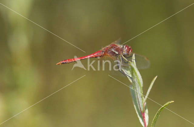 Zwervende heidelibel (Sympetrum fonscolombii)