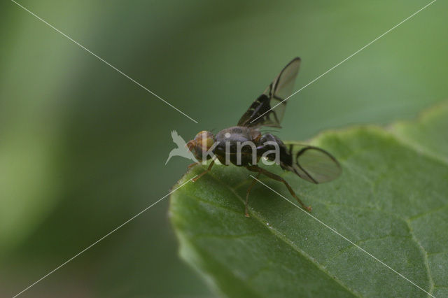 Anomoia purmunda