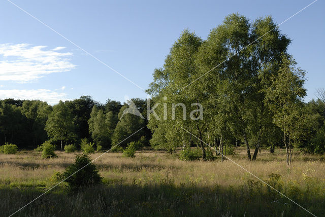 Berk (Betula)