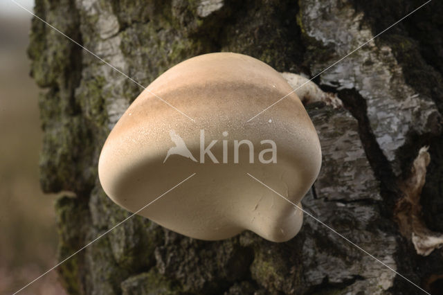 Berkenzwam (Piptoporus betulinus)