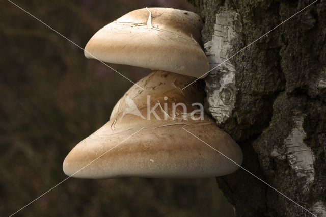 Berkenzwam (Piptoporus betulinus)