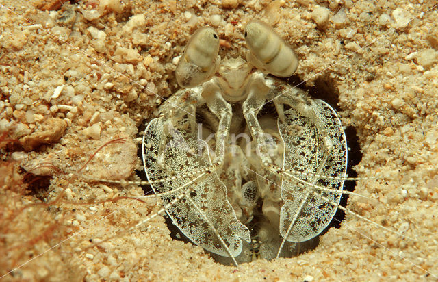 Spear mantis shrimp (Lysiosquilla maculata)